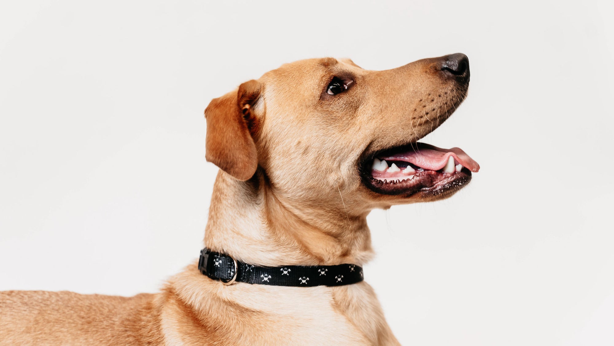 Crossaxe Dog Collar
